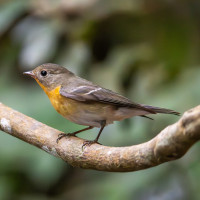 Mugimaki Flycatcher